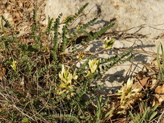Astragalus monspessulanus monspessulanus