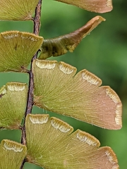 Adiantum incisum