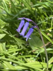 Hyacinthoides non-scripta