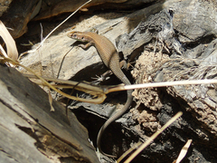 Algyroides moreoticus