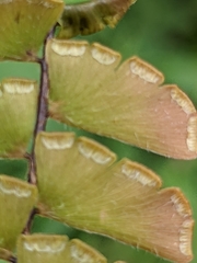 Adiantum incisum