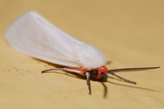 Pygarctia