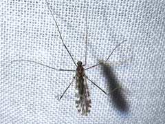 Erioptera needhami