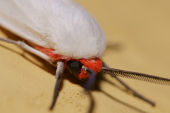 Pygarctia
