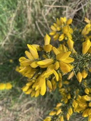 Ulex europaeus