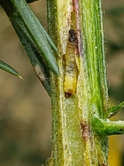 Phyllonorycter ulicicolella