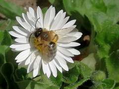 Andrena gravida