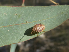 Anischys luteovarius