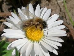 Andrena gravida