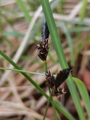 Carex montana