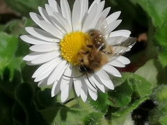 Andrena gravida