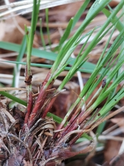 Carex montana