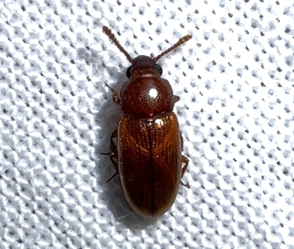 Xenoscelinae