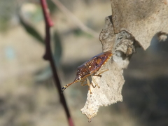 Anischys luteovarius
