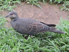 Streptopelia lugens