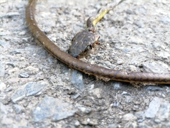 Chironius septentrionalis