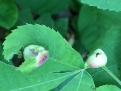 Phylloxera caryaemagna