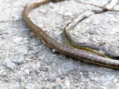 Chironius septentrionalis