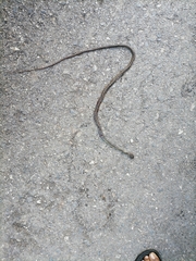 Chironius septentrionalis