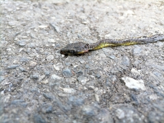 Chironius septentrionalis