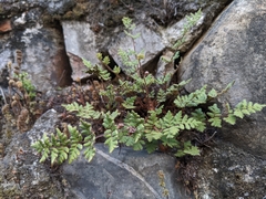 Cheilanthes nudiuscula