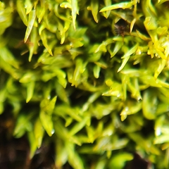 Tortella inclinata