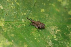 Clinophaestus robustus