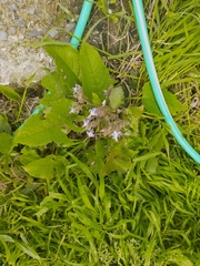 Trachystemon orientalis