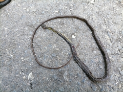 Chironius septentrionalis