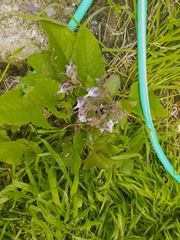 Trachystemon orientalis