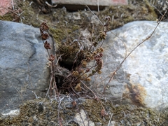 Cheilanthes nudiuscula