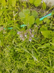 Trachystemon orientalis