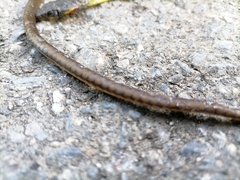 Chironius septentrionalis