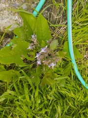 Trachystemon orientalis