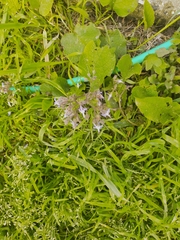 Trachystemon orientalis