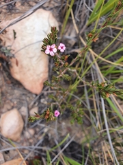Acmadenia maculata