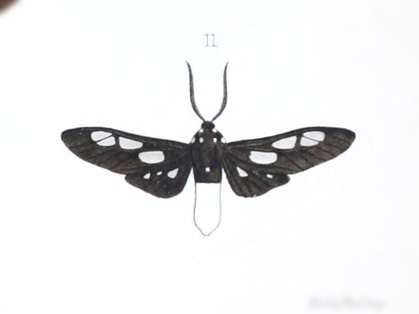 Procalypta subcyanea