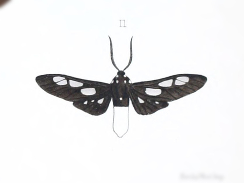 Procalypta subcyanea