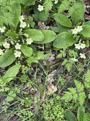 Primula vulgaris