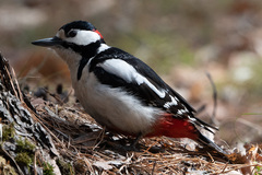 Dendrocopos major