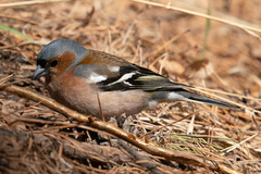 Fringilla coelebs