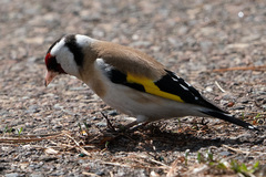 Carduelis carduelis