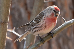 Acanthis flammea