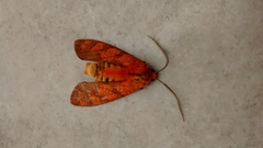 Elysius