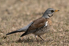Turdus pilaris