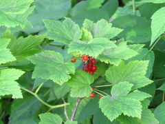 Ribes atropurpureum