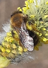 Andrena clarkella