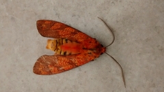 Elysius