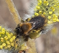 Andrena clarkella