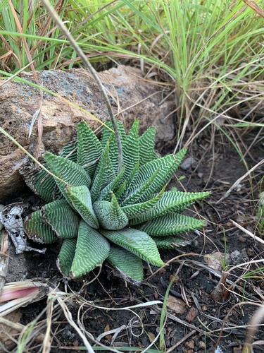Haworthiopsis limifolia var. gigantea